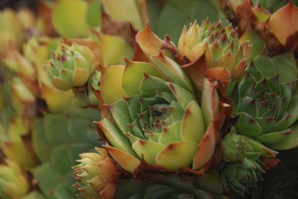 Oregon, Portland Close-up of succulent plants